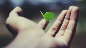 plant seedling in a hand