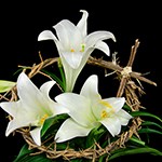 easter lily DT