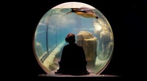 a woman looking at a penguin in an aquarium 