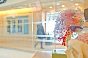 Brain and skull in a room