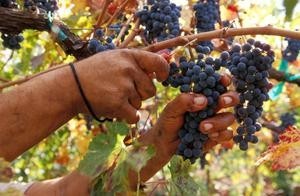 how-to-prune-grape-vines_122407095.s300x300
